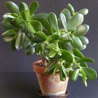 راهنمای نگهداری و پرورش گل و گیاهان زینتی - کراسولا آربورسینز